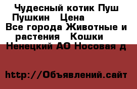 Чудесный котик Пуш-Пушкин › Цена ­ 1 200 - Все города Животные и растения » Кошки   . Ненецкий АО,Носовая д.